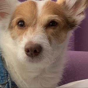 Meet your Posher, Britney